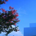 青空と百日紅（1）　金沢２１世紀美術館