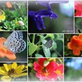 蝶と蜂と花