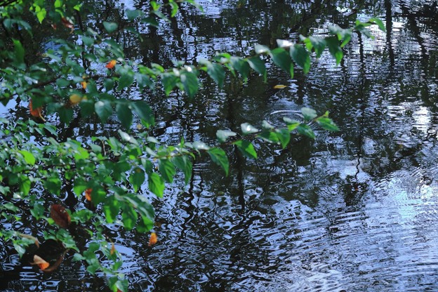 写真: 初秋の池（2）