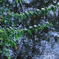 初秋の池（2）