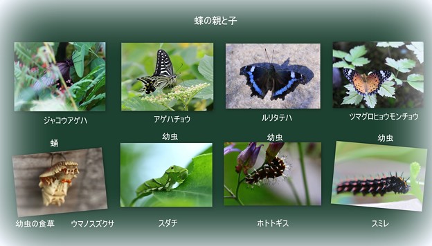 Photos: 蝶の幼虫