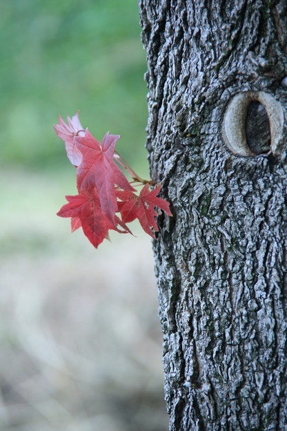 写真: ちょっとだけ紅葉　木の目？　Σ（・□・；）