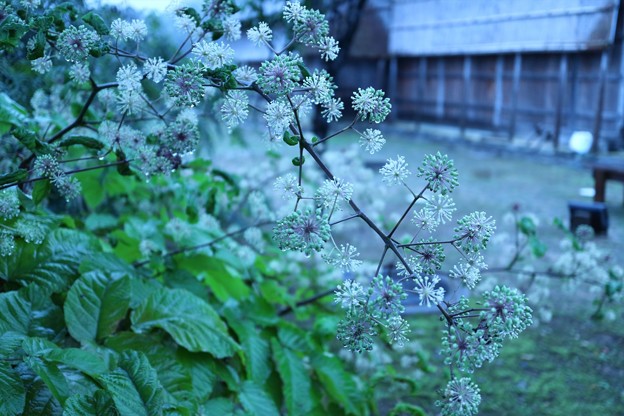 写真: 金沢湯涌　江戸村　ウドの花（2）