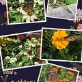 Photos: 蝶と秋の花