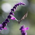 Photos: アゲハチョウ　　花から花へ