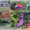 日比谷公園　花と蝶と鳥