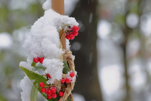 写真: カラタチバナと新雪