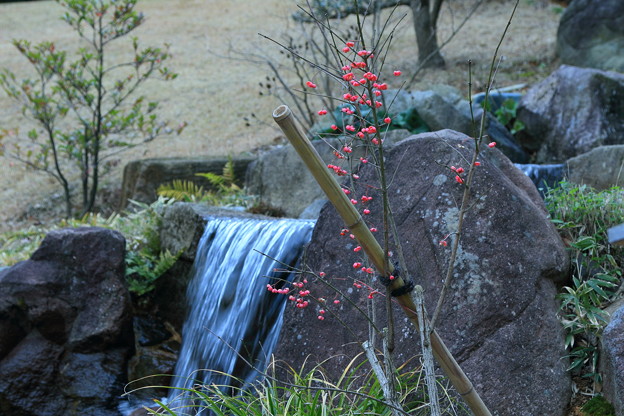 写真: 玉泉院丸庭園　マユミの実