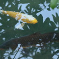 霞ヶ池　鯉