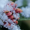 沈丁花　蕾と雪