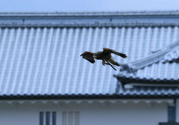 写真: 金沢城と鷹