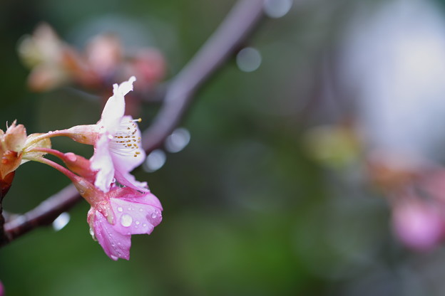 写真: 河津桜が開花