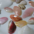 さくら貝と小貝　羽咋・志賀町　増穂浦海岸で拾いました（2）