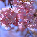 満開の河津桜（1）