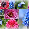 庭の3月の花（1）　blue＆red