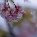 写真: 最後の河津桜　滴