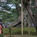 写真: 根上松　花嫁さん　桜の下で