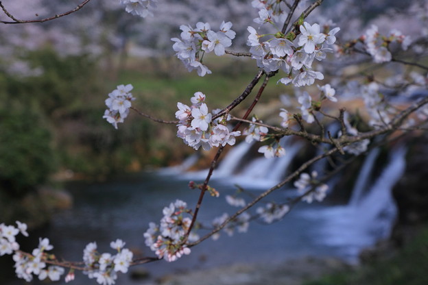 十二ヶ滝　桜（2）