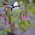 写真: 雨のシャンデリア