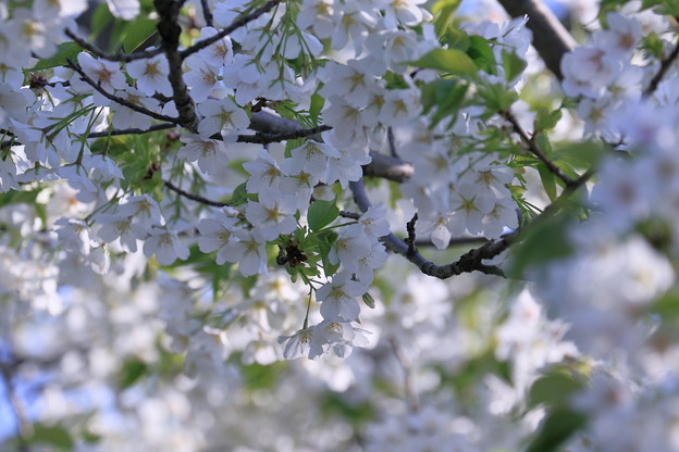 写真: 白い桜　大島桜？
