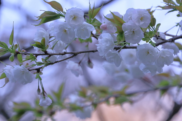 写真: 白い八重桜