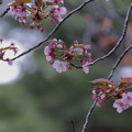 一重の遅咲きの桜