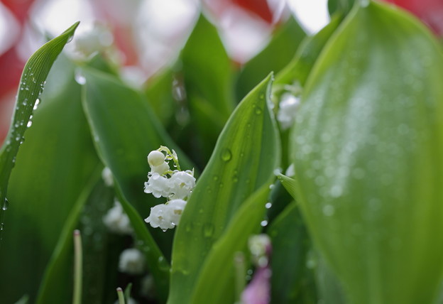 写真: スズラン（1）　春雨の中で