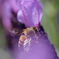 ミツバチとラベンダー　紫のベール＾＾
