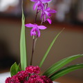 写真: 紫蘭とヤグルマギク