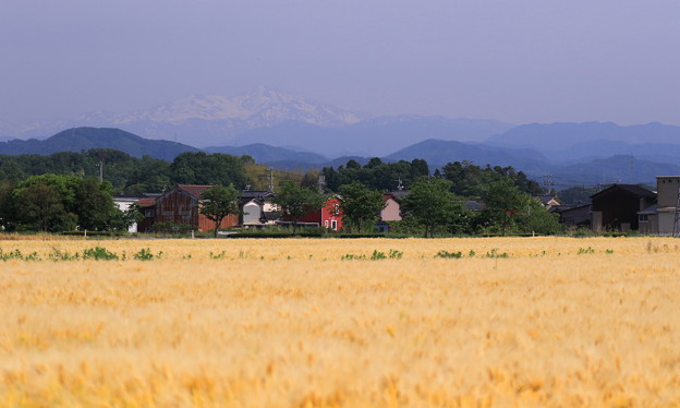 写真: 白山と麦畑