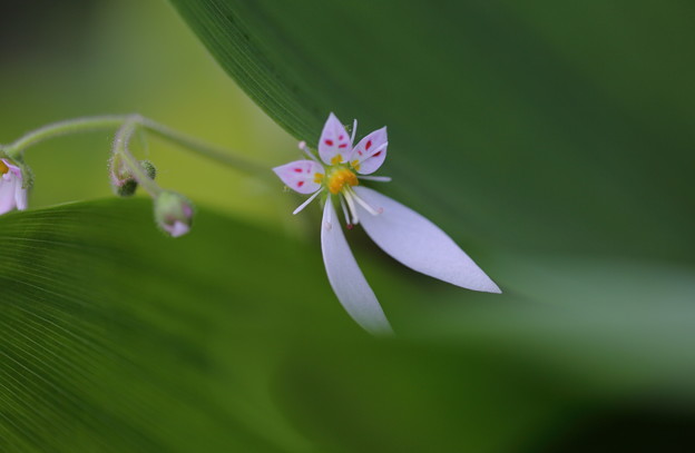 写真: ユキノシタ 　スズランの葉の陰から　妖精のように