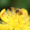 ミツバチさん、お仕事中　大きな花粉団子（2）