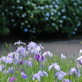 花菖蒲と紫陽花