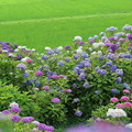 紫陽花と田んぼ　  本興寺