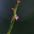 小さなミズヒキの花に小さなアリさん（1）