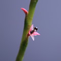 小さなミズヒキの花に小さなアリさん（2）