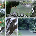 Photos: 兼六園　瓢池　アオバズクの親子　オニユリ　翠滝と海石塔