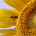 写真: ミツバチとひまわり