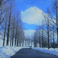 雪のメタセコイアの並木道(2)
