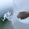 シクラメン　　雪の結晶と滴