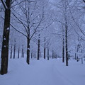 メタセコイアの並木道　雪