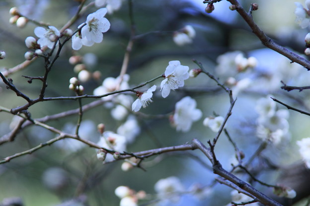 写真: 兼六園　梅が開花（2）