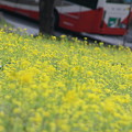 Photos: 菜の花と桜　　バス