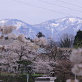 写真: 山並みと桜