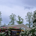 Photos: 花の大谷　となみチューリップフェア