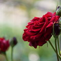 赤い薔薇（2）