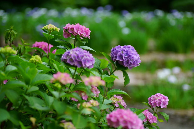 写真: 紫陽花　　卯辰山花菖蒲園