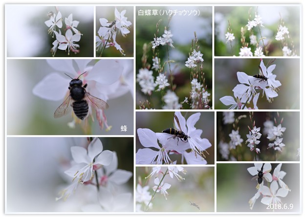 写真: 白蝶草と蜂