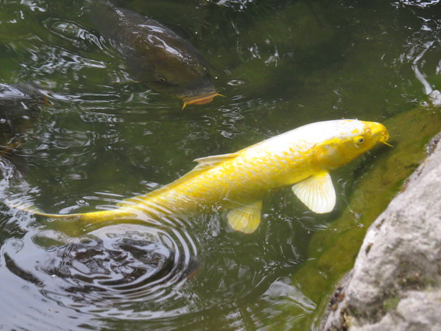 Photos: 金色の鯉