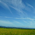 飛行機雲と収穫間近の稲